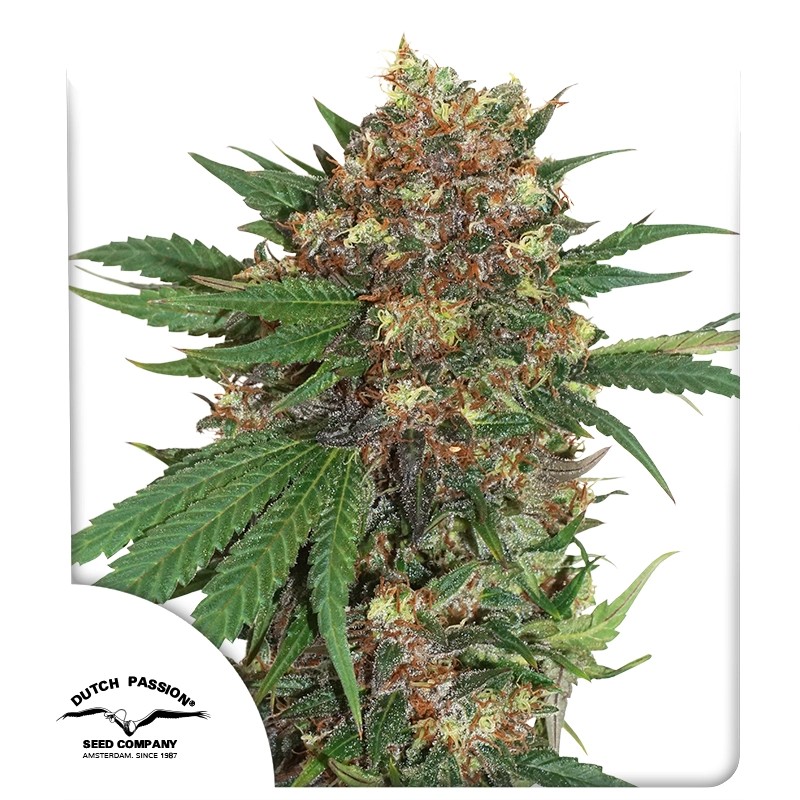 Koupit Master Kush - Feminizovaná Semena | Dutch Passion Koupit Master Kush - Feminizovaná Semena | Dutch Passion
