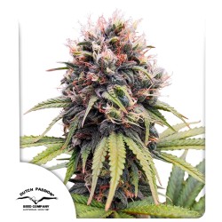 Euforia® Feminisierte Samen kaufen | Dutch Passion