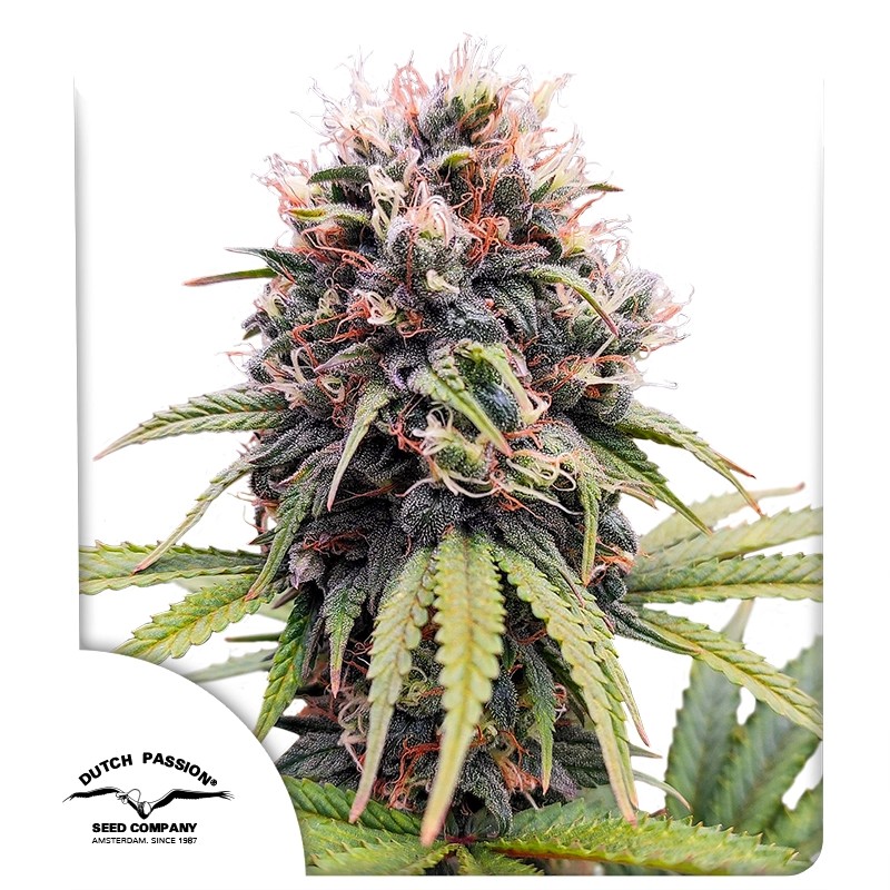 Acquista i semi femminizzati di Euforia® | Dutch Passion Acquista i semi femminizzati di Euforia® | Dutch Passion