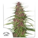 Semillas de Cannabis Purple # 1 (Feminizadas / Regulares) | Dutch Passion