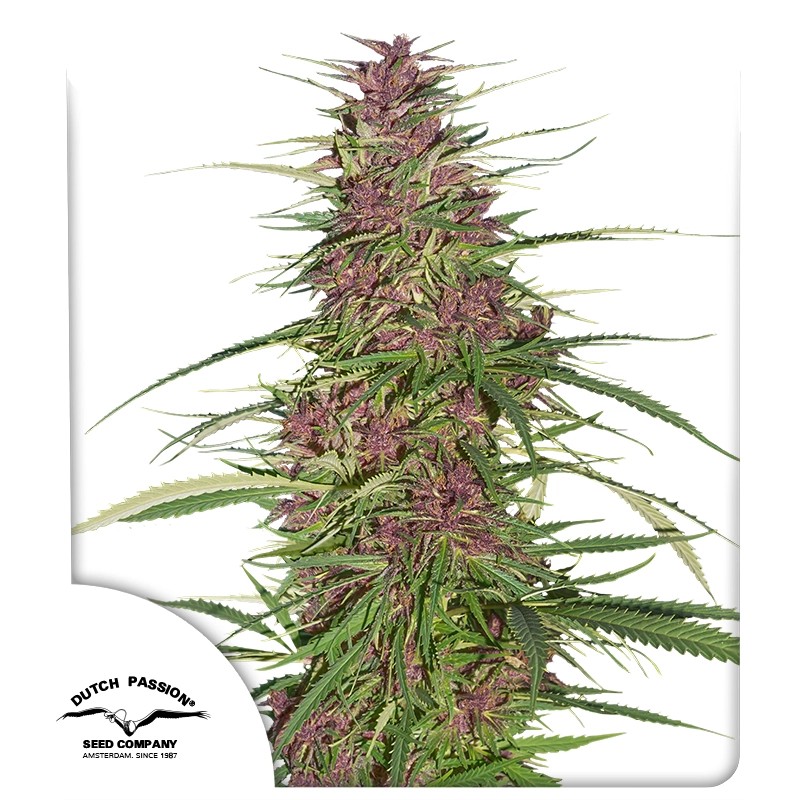 Semillas de Cannabis Purple # 1 (Feminizadas / Regulares) | Dutch Passion