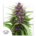 Shaman Hanfsamen (Feminisiert / Reguläre Cannabissamen) DE