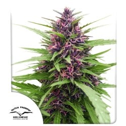 Shaman Cannabis Seeds (Feminised / Regular) | Dutch Passion