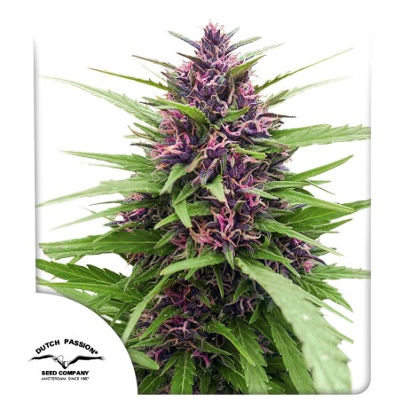 Shaman Hanfsamen (Feminisiert / Reguläre Cannabissamen) DE
