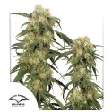 Pamir Gold Cannabis Seeds (Feminisierte Cannabis Samen) | Dutch Passion