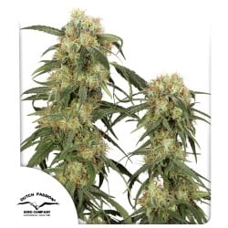 Compra Pamir Gold® Semillas Feminizadas | Dutch Passion