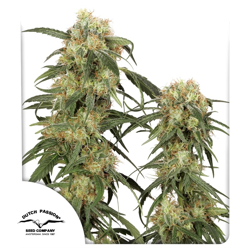 Pamir Gold Cannabis Seeds (Feminisierte Cannabis Samen) | Dutch Passion