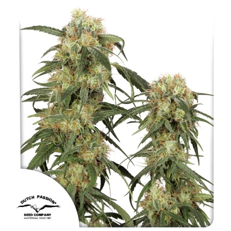 Pamir Gold Cannabis Seeds (Feminisierte Cannabis Samen) | Dutch Passion