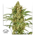 Snow Bud Feminisierte Hanfsamen | Dutch Passion DE