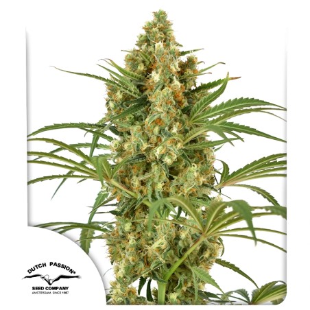 Snow Bud Feminisierte Hanfsamen | Dutch Passion DE