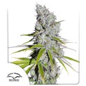 CBD Skunk Haze® Feminisiertes Saatgut kaufen | Dutch Passion DE