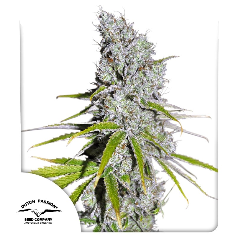CBD Skunk Haze® Feminisiertes Saatgut kaufen | Dutch Passion DE