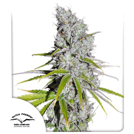CBD Skunk Haze® Feminisiertes Saatgut kaufen | Dutch Passion DE