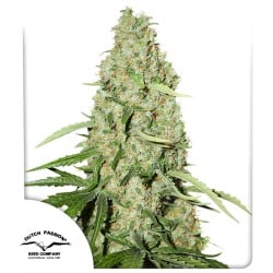 Think Fast® - Feminisierte Hanfsamen - Dutch Passion