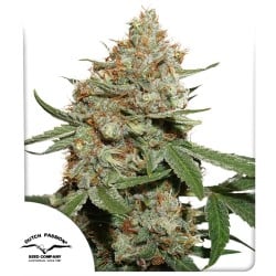 Купите Феминизированные Семена Skunk #11® | Dutch Passion