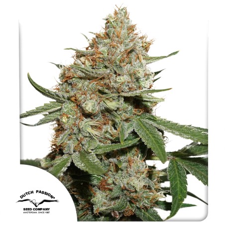 Koop Skunk #11® Gefeminiseerde Zaden | Dutch Passion NL Koop Skunk #11® Gefeminiseerde Zaden | Dutch Passion NL