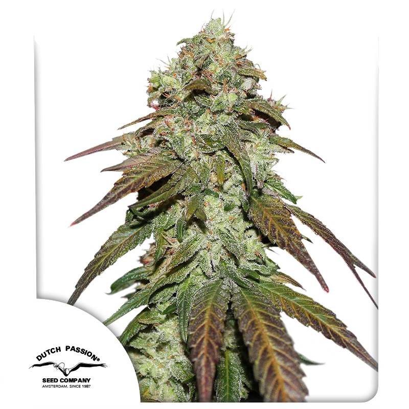 CBD Mazar® Feminisierte Cannabis-Samen kaufen | Dutch Passion DE