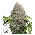 Купите Феминизированные Семена CBD Charlotte's Angel® | Dutch Passion