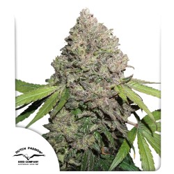 CBD Charlotte's Angel® Feminisierte Samen kaufen | Dutch Passion DE