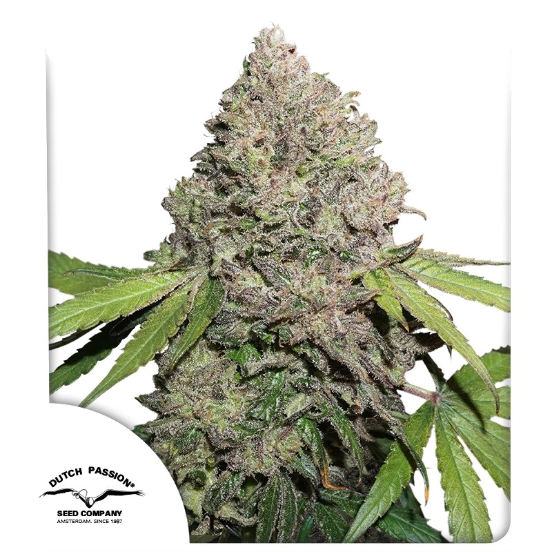 Купите Феминизированные Семена CBD Charlotte's Angel® | Dutch Passion