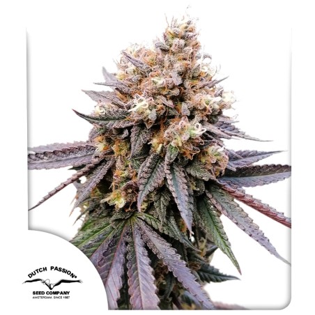 Semi di cannabis GMO Fast | Dutch Passion IT