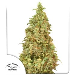 Acquistate i semi femminizzati di THC-Victory ® | Dutch Passion IT