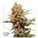 Acquistate i semi di cannabis femminizzati di CBG-Force® | Dutch Passion IT