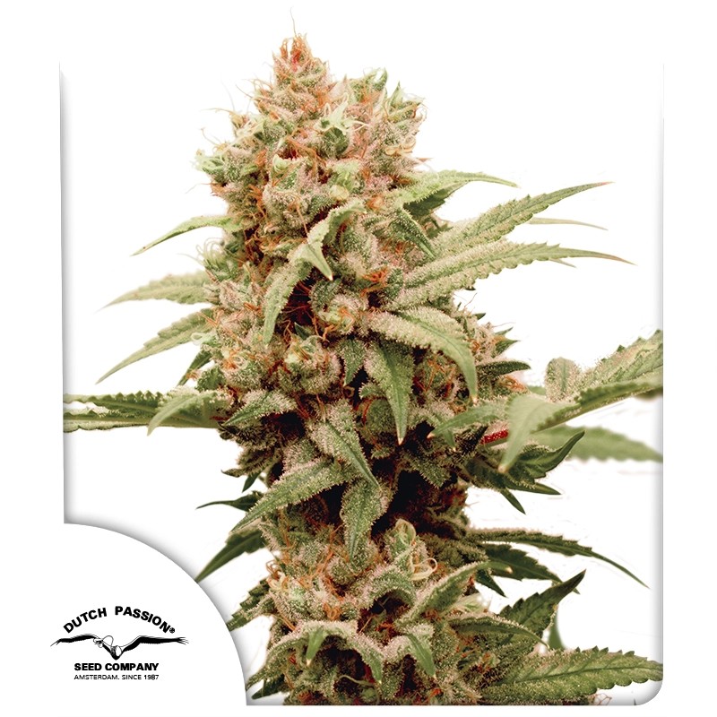 Acquistate i semi di cannabis femminizzati di CBG-Force® | Dutch Passion IT