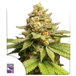 Comprar semillas de cannabis Green Papaya de SSSC | Dutch Passion
