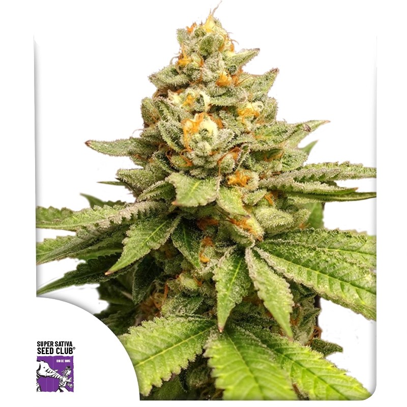 Acquistate i semi di cannabis di Green Papaya di SSSC | Dutch Passion Acquistate i semi di cannabis di Green Papaya di SSSC | Dutch Passion