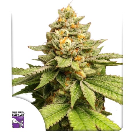 Acquistate i semi di cannabis di Green Papaya di SSSC | Dutch Passion Acquistate i semi di cannabis di Green Papaya di SSSC | Dutch Passion