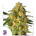 TnT Trichome