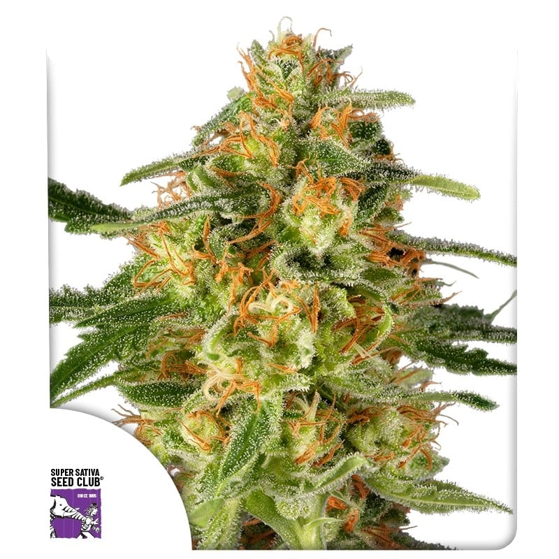 TnT Trichome