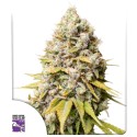Kosher Haze