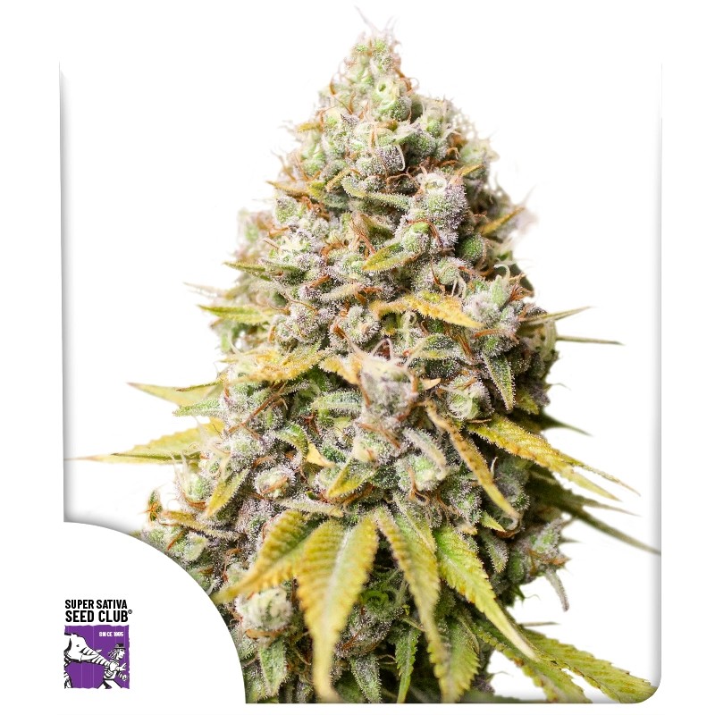 Kosher Haze