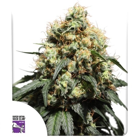 Bruce Lemon Diesel