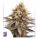 Buy GG4 Cannabis Seeds by SSSC | Dutch Passion