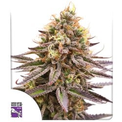 Comprar Semillas de Cannabis Gorilla Super Glue de SSSC | Dutch Passion