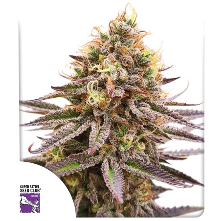 Gorilla Super Glue Cannabis-Samen von SSSC Kaufen! | Dutch Passion