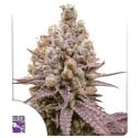Purple OG Punch