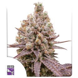Purple OG Punch Purple OG Punch