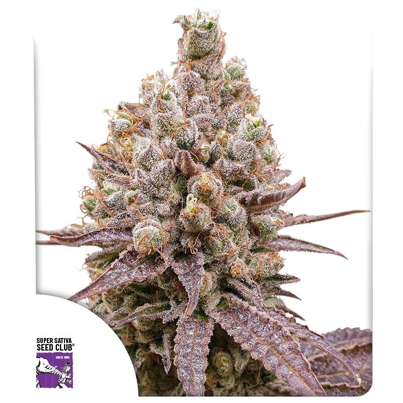 Purple OG Punch Purple OG Punch