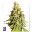 Lemon OG