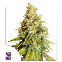 Lemon OG