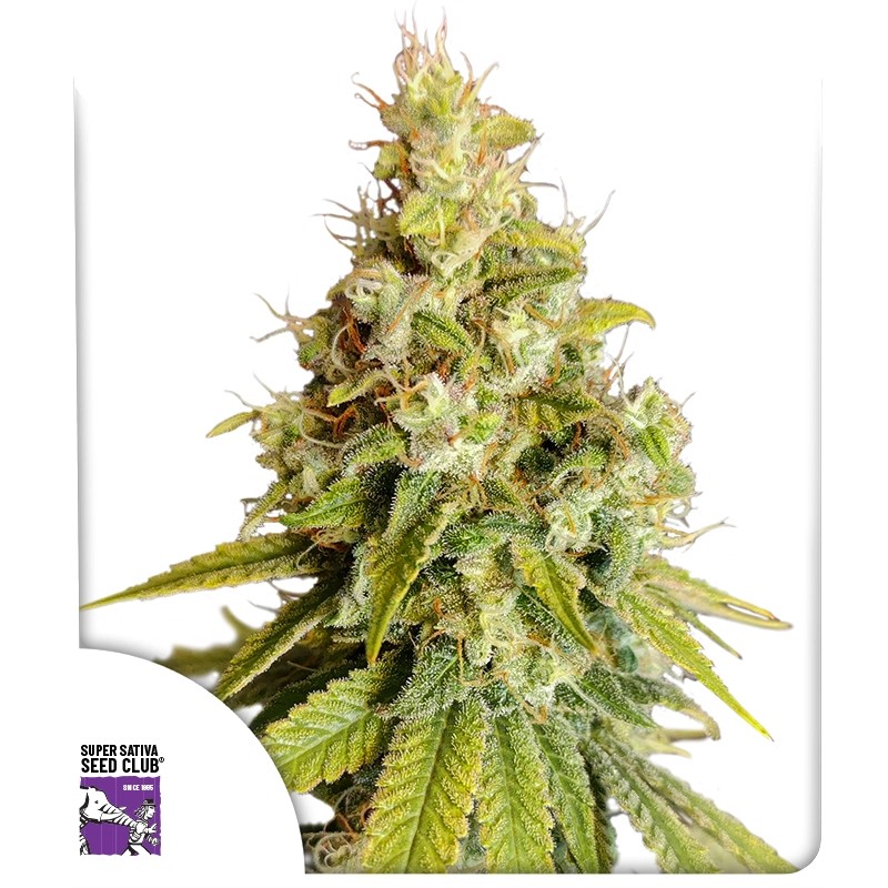 Lemon OG