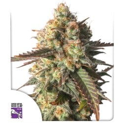 Strawberry Chemdawg OG