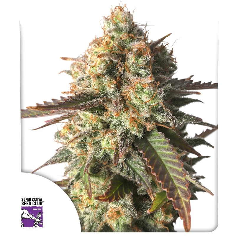 Strawberry Chemdawg OG Strawberry Chemdawg OG