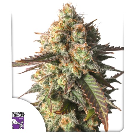 Strawberry Chemdawg OG Strawberry Chemdawg OG