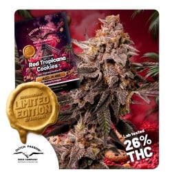 Semillas de Cannabis Red Tropicana Cookies | Dutch Passion ES