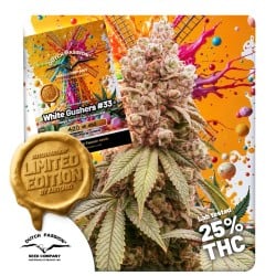 Semillas de Cannabis White Gushers #33 | Dutch Passion ES